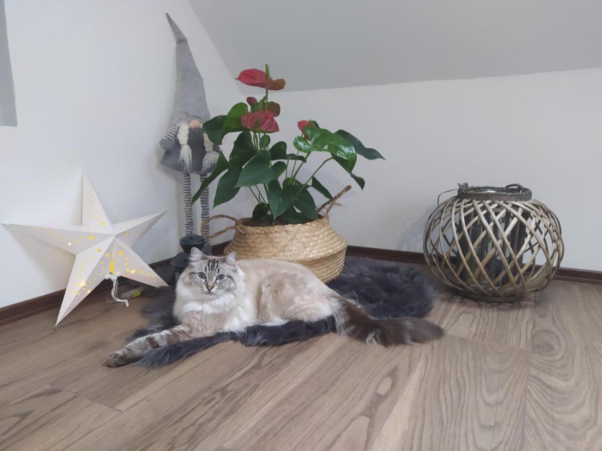 Apartament Muzyczny Jelenia Góra Extérieur photo